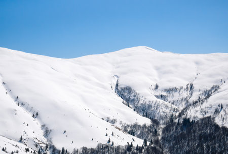 Detail with a mountain covered in white snow and pine trees against clear blue sky.の写真素材