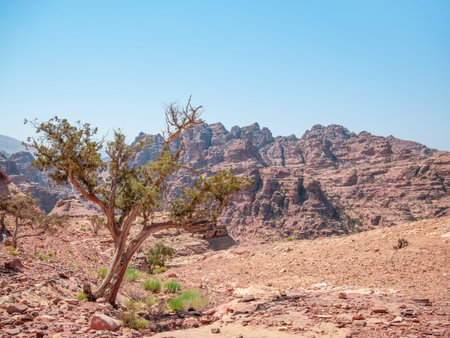 Lonely tree grows through the red sand rocks and stones in the deserted area of Petra, Jordanの写真素材