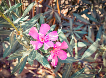 Nerium oleander pink purple flower in Petra, Jordanの写真素材