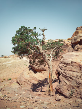 Lonely tree grows through the red sand rocks and stones in the deserted area of Petra, Jordanの写真素材