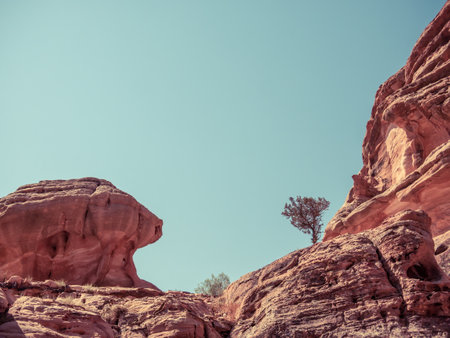 Lonely tree grows through the red sand rocks and stones in the deserted area of Petra, Jordanの写真素材