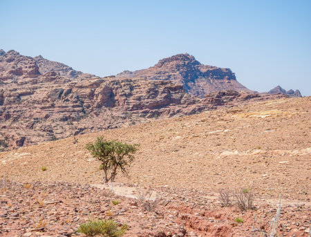 Lonely tree grows through the red sand rocks and stones in the deserted area of Petra, Jordanの写真素材