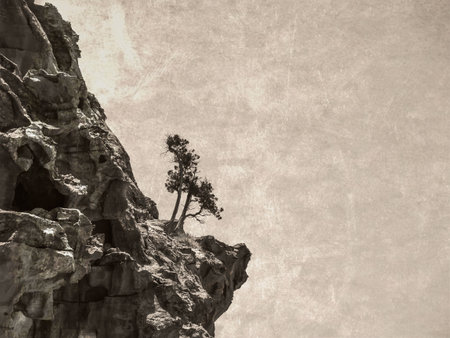 Vintage monochrome picture with an isolated bare tree growing on a rock in the rocky desert of Jordan.の写真素材
