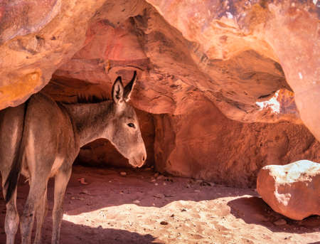 A donkey or mule hiding from the burning sun at the shade of a red sand stone rock in the ancient city of Petra, Jordan.の写真素材