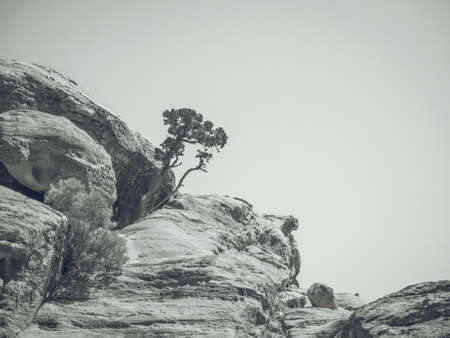 Vintage monochrome picture with an isolated bare tree growing on a rock in the rocky desert of Jordan.の写真素材