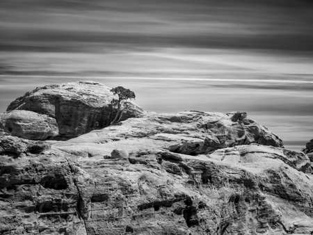 Vintage monochrome picture with an isolated bare tree growing on a rock in the rocky desert of Jordan.の写真素材