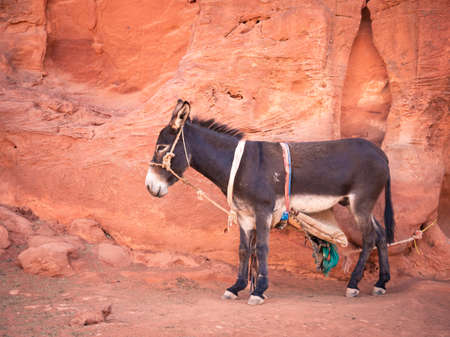 A donkey or mule with a saddle on his back in the desereted area of Petra, Jordan.の写真素材