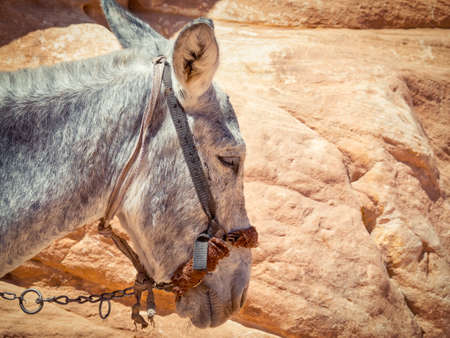 Close up portrait with the head of a donkey or mule .の写真素材