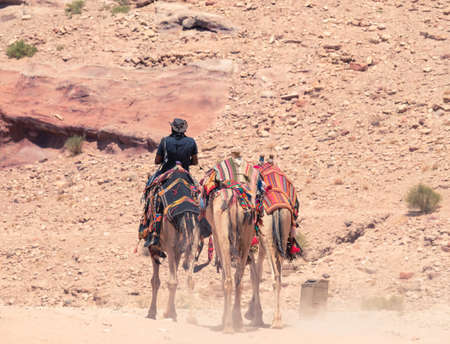 Local bedouin guide riding a camel in the desert of Petra, Jordan. Rear viewの写真素材