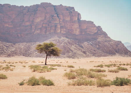 View from Lawrenceâs Spring of a lonely tree in the red rocky desert Wadi Rum, Jordan.の写真素材