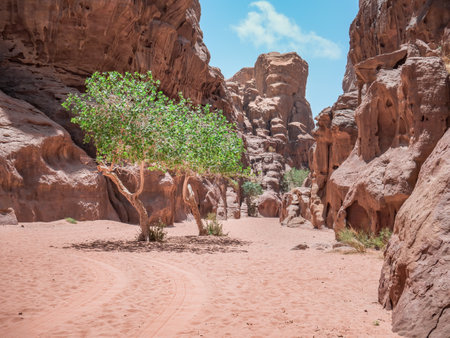 Abu Khashaba canyon in Wadi Rum red rock desert, Jordan. Green tree in the desert.の写真素材