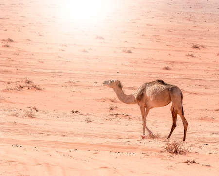 Portrait of a camel in the rocky red desert of Wadi Rum, Jordan.の写真素材