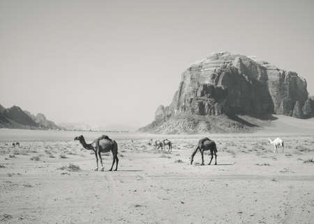 Camels grazing in Wadi Rum desert, Jordan. Black and white photographyの写真素材