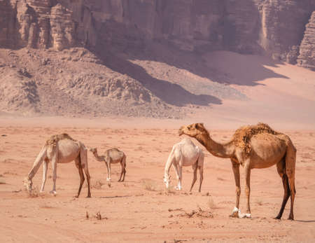 Camels grazing in Wadi Rum desert, Jordan.の写真素材