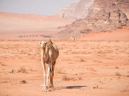A camel looking at the camera in the rocky red desert of Wadi Rum, Jordan.の写真素材