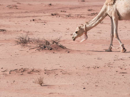 A camel grazing in Wadi Rum desert, Jordan.の写真素材