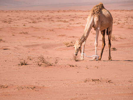 close up detail with a camel grazing in Wadi Rum desert, Jordan.の写真素材