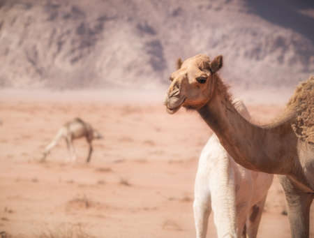 Portrait of a camel in the rocky red desert of Wadi Rum, Jordan.の写真素材