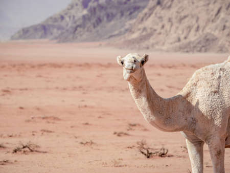 Portrait of a camel in the rocky red desert of Wadi Rum, Jordan.の写真素材