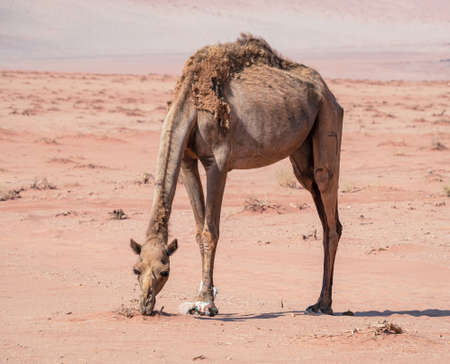A camel grazing in Wadi Rum desert, Jordan.の写真素材