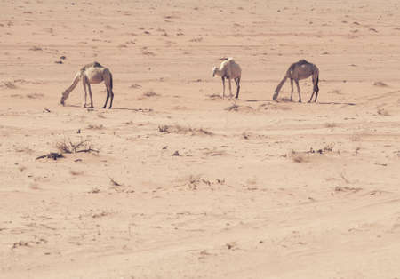 Camels grazing in Wadi Rum desert, Jordan.の写真素材