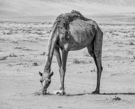 A camel grazing in Wadi Rum desert, Jordan.の写真素材