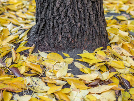 Yellow leaves on the ground surrounding a tree. Autumn background landscape.の写真素材