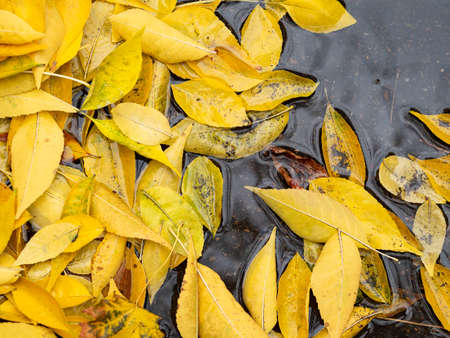 Yellow leaves on the surface of the water. Autumn scenery.の写真素材