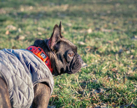 Detail close up portrait of a black french bulldog.の写真素材