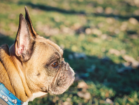 Detail close up portrait of a brown french bulldog.の写真素材