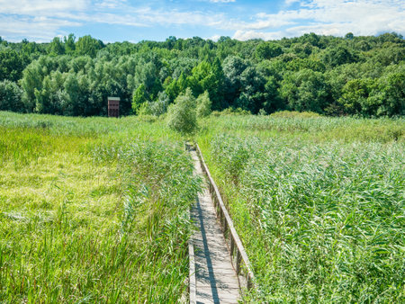 Long wooden bridge through green high reed in the river delta of Comana Natural Park, in Romania.の写真素材