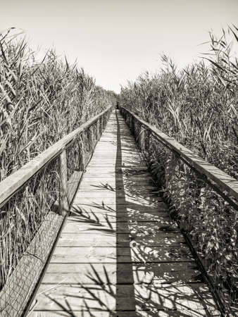 Abstract minimalist picture of a long wooden bridge through high reed in the river delta of Comana Natural Park, in Romania.の写真素材