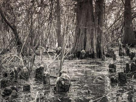 Wood stumps in a swamp in the forest. Black and white forest landscapeの写真素材