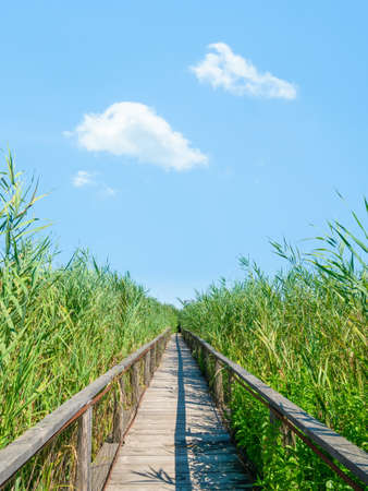 Long wooden bridge through green high reed in the river delta of Comana Natural Park, in Romania.の写真素材
