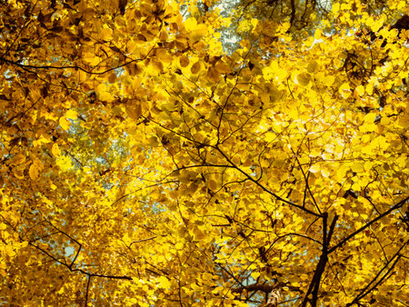 Autumn forest landscape in Baneasa forest near Bucharest, Romania.