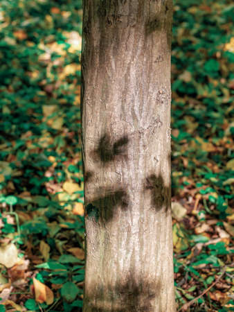 Close up detail with a tree trunk in the forest. Shadows of the leaves on the bark tree.の写真素材