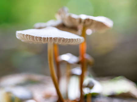 Wild Mushroom Fungi in the forestの写真素材