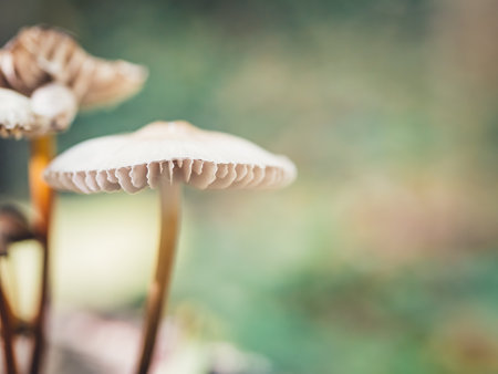 Wild Mushroom Fungi in the forestの写真素材