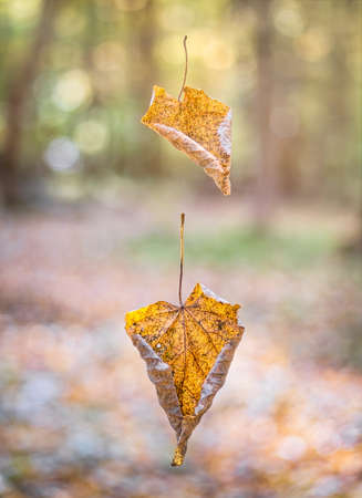 Two yellow autumn leaves hanging from a thin thread of spider web in the forest.の写真素材