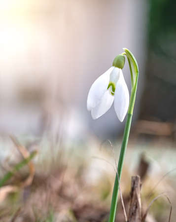 One single isolated Galanthus nivalis, the snowdrop or common snowdrop in the beginning of spring. Small white flower of spring.の写真素材