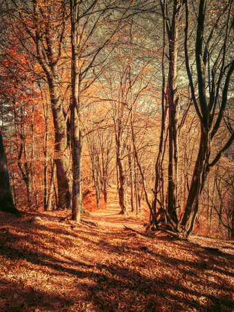 Dark autumn forest landscape in Carpathian Mountains, Romania.の写真素材
