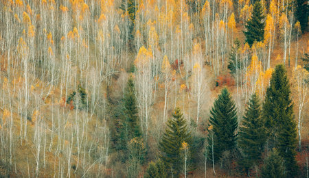 Beautiful autumn landscape in Carpathian Mountains. Yellow and red and green pine trees wallpaper background.の写真素材