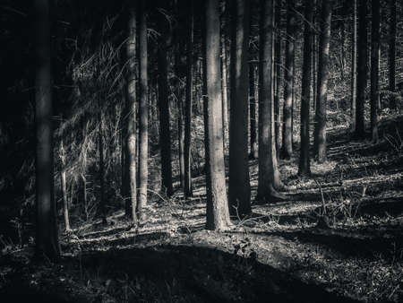 Black and white dark moody forest in Carpathian Mountainsの写真素材