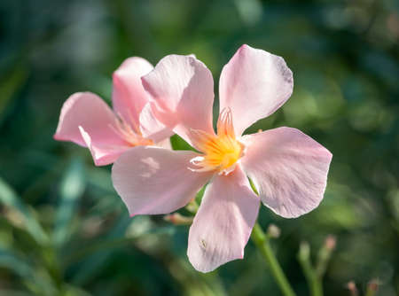 Close up detail with Nerium oleander commonly known as oleander or nerium flower in the garden.の写真素材