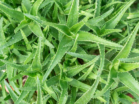 Close up detail with Aloe arborescens, the krantz aloe or candelabra aloe succulent perennial plantの写真素材