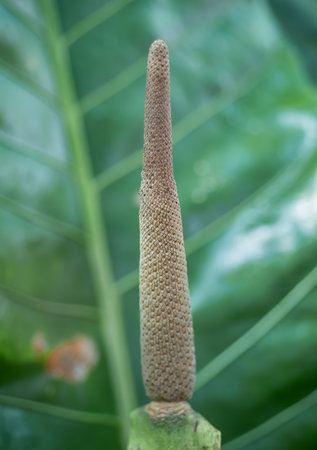 Close upwith the pistil of Anthurium veitchii, the king anthurium or laceleafの写真素材