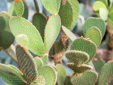 Detail with Opuntia microdasys also known as angel's-wings, bunny ears cactus, bunny cactus or...
