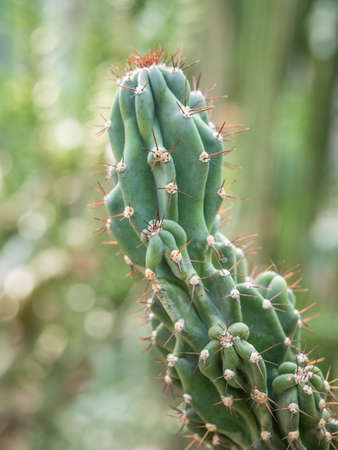Close up with Cereus hildmannianus f. cristata monstruosa.の写真素材