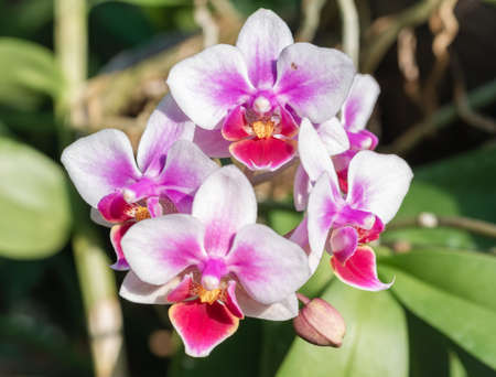 Close up detail with Phalaenopsis pink flower, commonly known as moth orchidsの写真素材