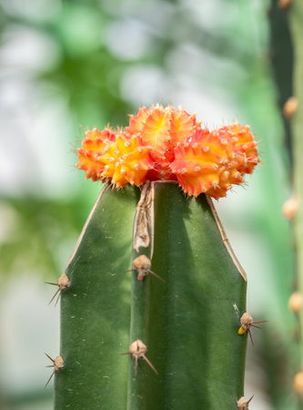 Close up with Gymnocalycium mihanovichii yellow cactusの写真素材